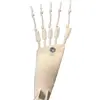 Articulated toes